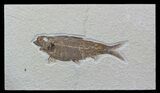 Detailed, Knightia Fossil Fish - Large Specimen #57073-1